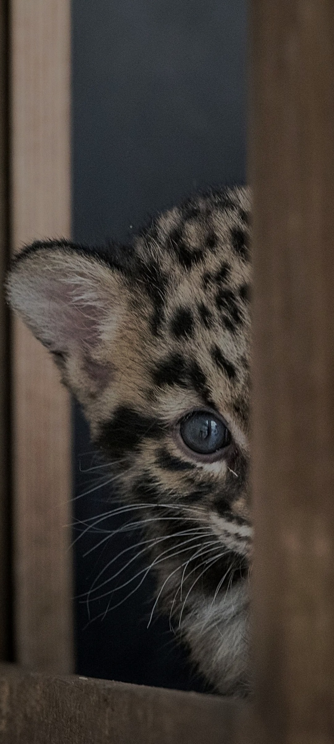 Mohan - Bécancour - Quebec | Rencontre